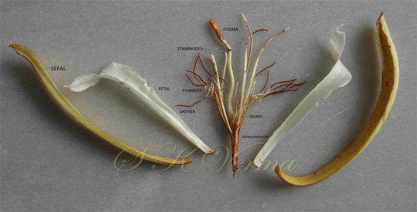  Parts of flower